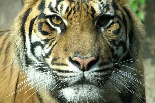 Je n ai pas la chatte je suis un adulte puissant tigre, regarde-moi dans les yeux