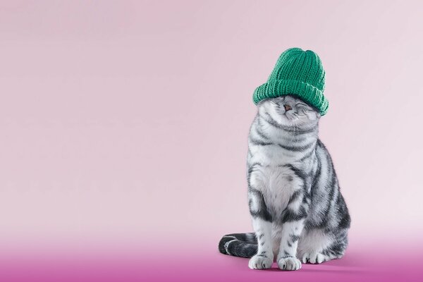 Gatto soriano con cappello verde