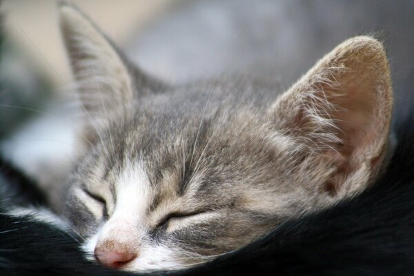 The kitten is lying with its face on mom