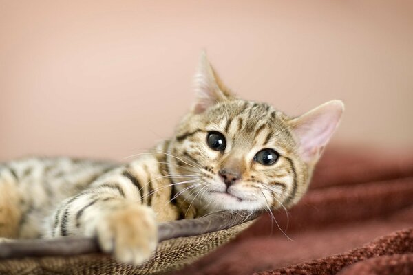 A beautiful kitty is resting in a basket