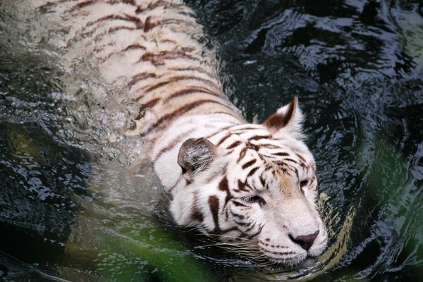 Tigre blanco flotando en el agua