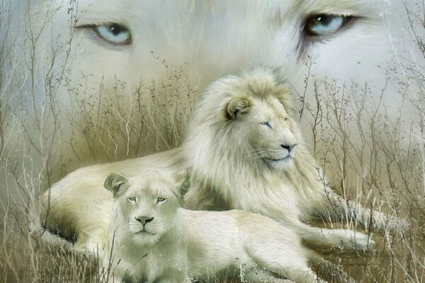 White lioness and white lion