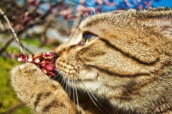 Kitty reniflant des fleurs de printemps