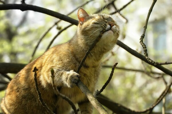 Happy cat on a branch in spring