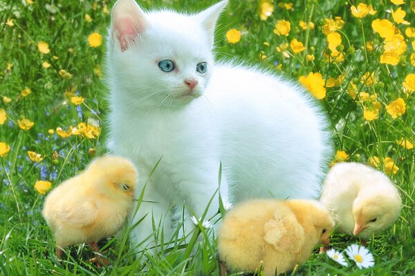 A white kitten with chickens in a meadow