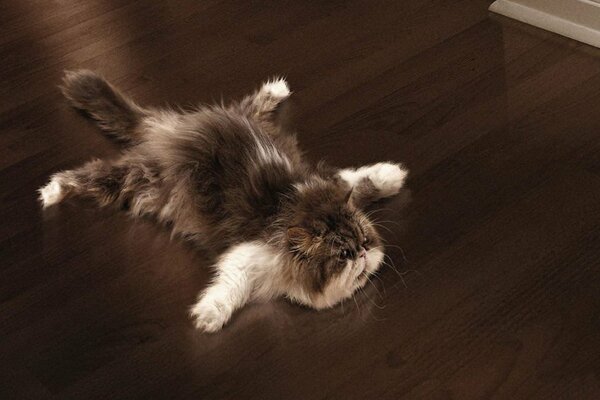 An adult tired cat is resting on the floor