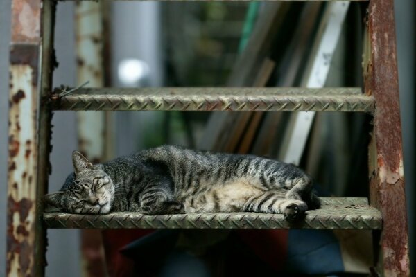 Gato se queda dormido en la escalera de incendios