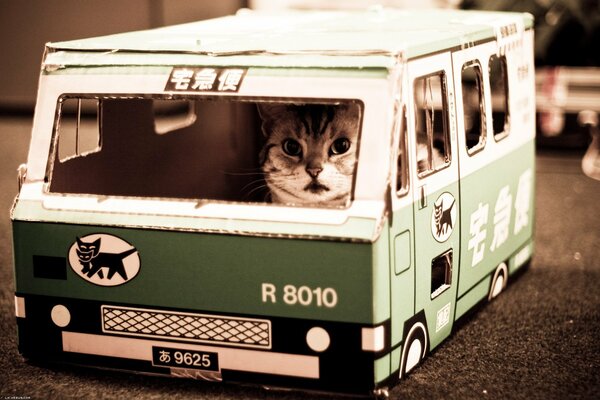 Autobús de gato con un gato dentro