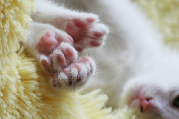 Pink pads of paws of a small kitten