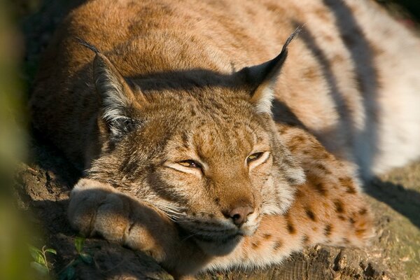 Bild ein Luchs schläft auf einem Baum