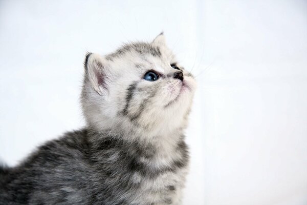 Gattino carino in colore bianco grigio