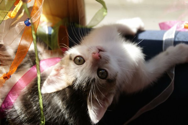 Background kitten playing in ribbons