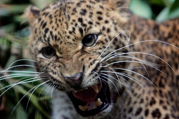 Knurrender böser Leopard im Dschungel