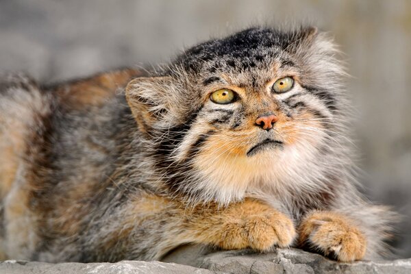 Beautiful manul with yellow eyes