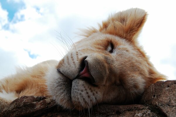 Fluffy lion cub on the rocks. The sky is above