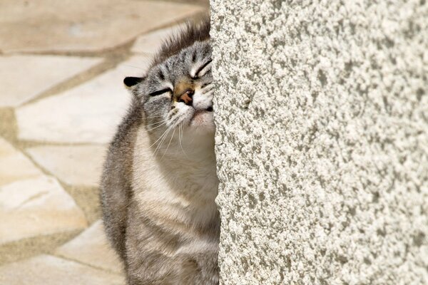 Il gattino prude sulla pietra