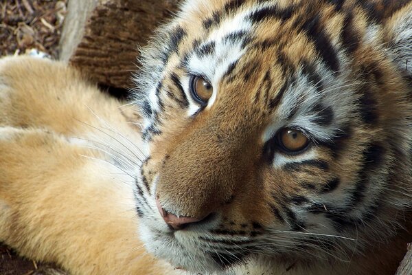 Tigre se trouve et regarde dans la lentille