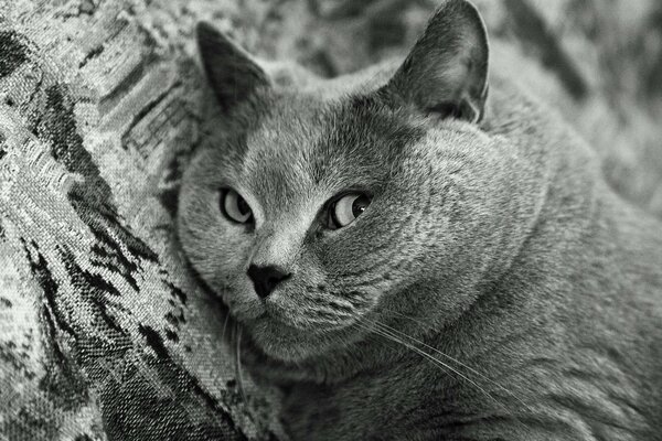 El hocico de un gato británico de pelo corto