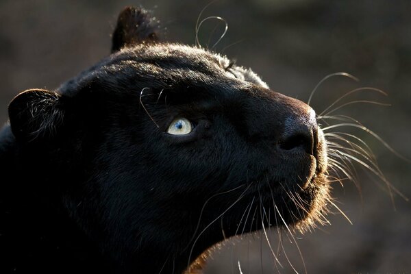 Der schwarze Panther schaut nach oben