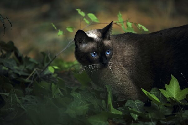 Gato siamés cazando en la hierba