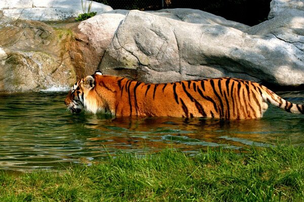 Le tigre se baigne dans un beau plan d eau