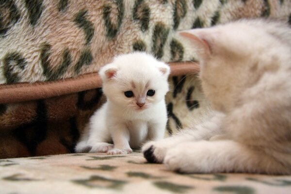 Fluffy kitten looks at mom