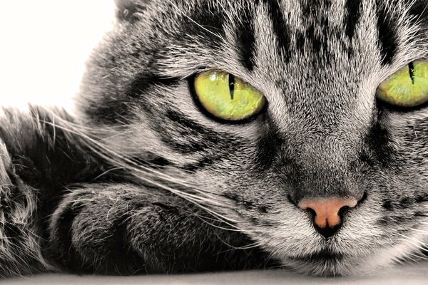 Retrato de un gato gris peludo a rayas. Grandes ojos verdes