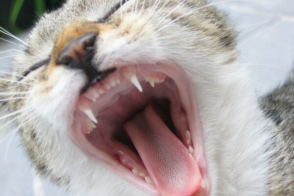 Photo d un chat avec une bouche ouverte