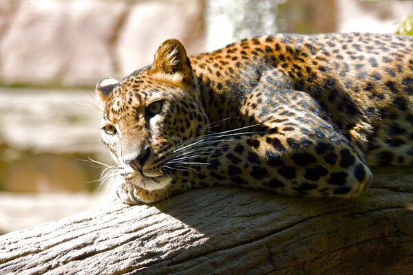 Ein Leopard liegt auf einem Baum und schaut in die Ferne