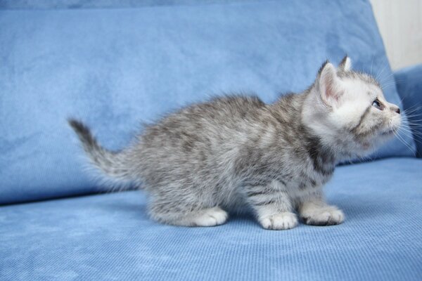 Pequeño gato gris sentado en un Sofá azul