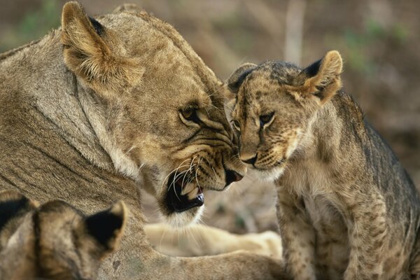 The angry lioness growls at the lion cub