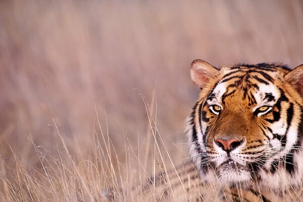 Le regard dur d un tigre dans l herbe