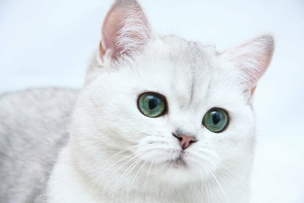 Schöne schneeweiße Katze mit grünen Augen