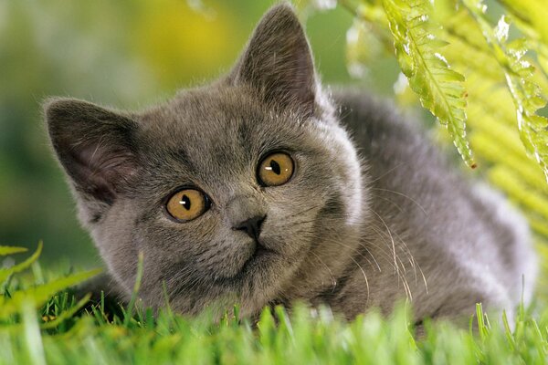 Chat gris sur l herbe verte