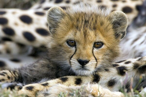 Je suis un chaton mais je serai bientôt un Lion