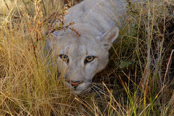 Der Blick eines Tigers, der sich auf den Wurf vorbereitet hat