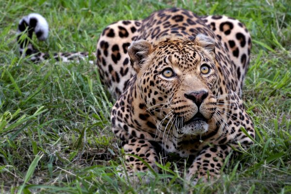 En África, un leopardo se encuentra en la hierba