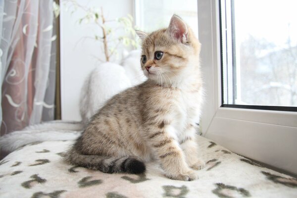 Cute kitten on the windowsill