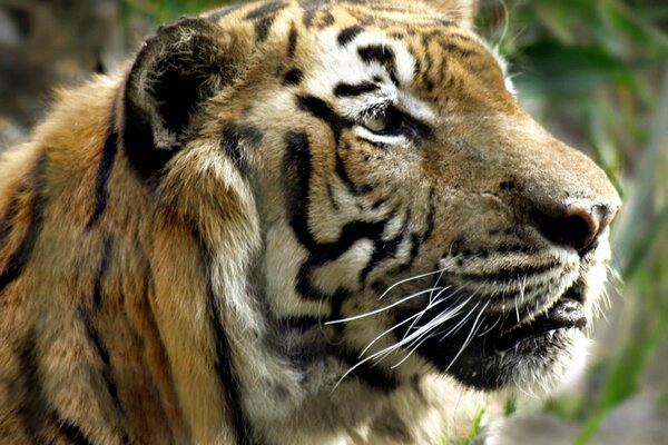 Le regard dominateur d un tigre regardant au loin