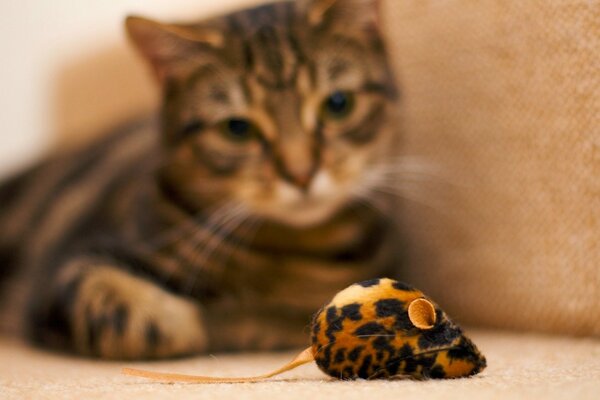 A cat watches a toy mouse