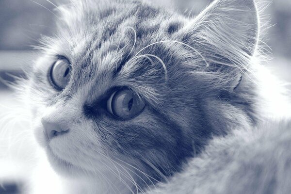 Foto en blanco y negro de un lindo gato