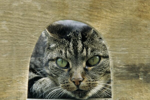 A cat with green eyes looks into a hole