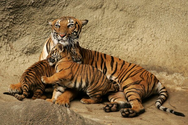 Famiglia di predatori tigre con cuccioli di tigre