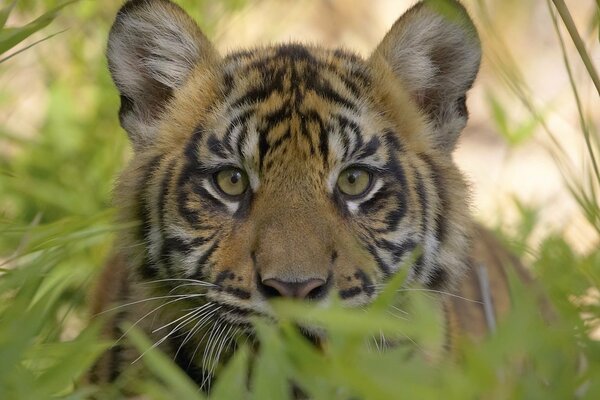 Tiger beobachtet aus Büschen