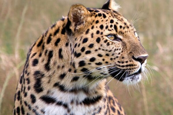 The gaze of a leopard in the savannah