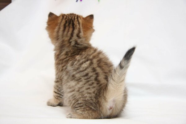 A small kitten with its back turned