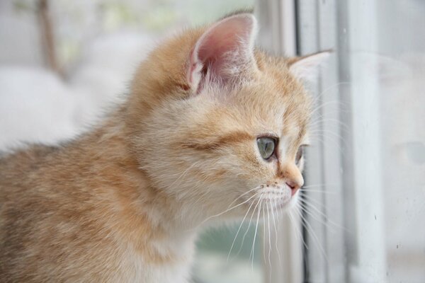 Pelirroja gatito mirando por la ventana