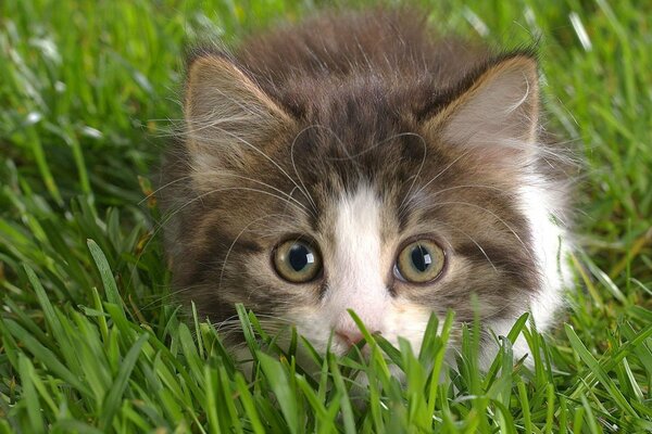 A white and gray cute kitten is lying on the grass