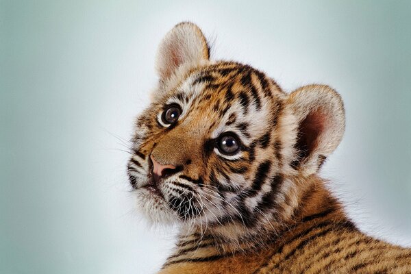 Pequeño cachorro de tigre con ojos lindos