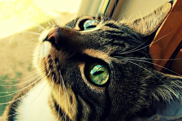 A cat with green eyes looking up